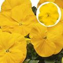 Bild von Viola P9 Grootbloemig Golden Yellow